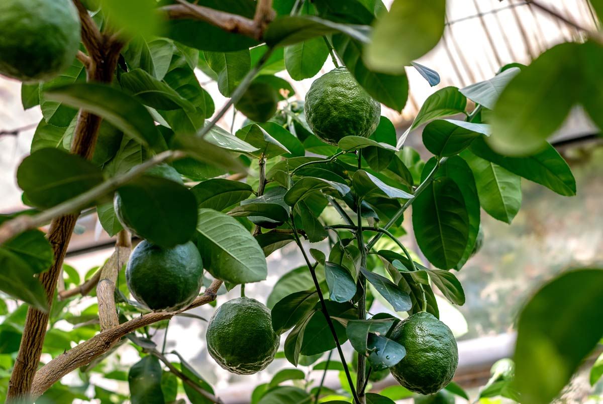 LA LIMONAIA DEL PRÀ DE LA FAM