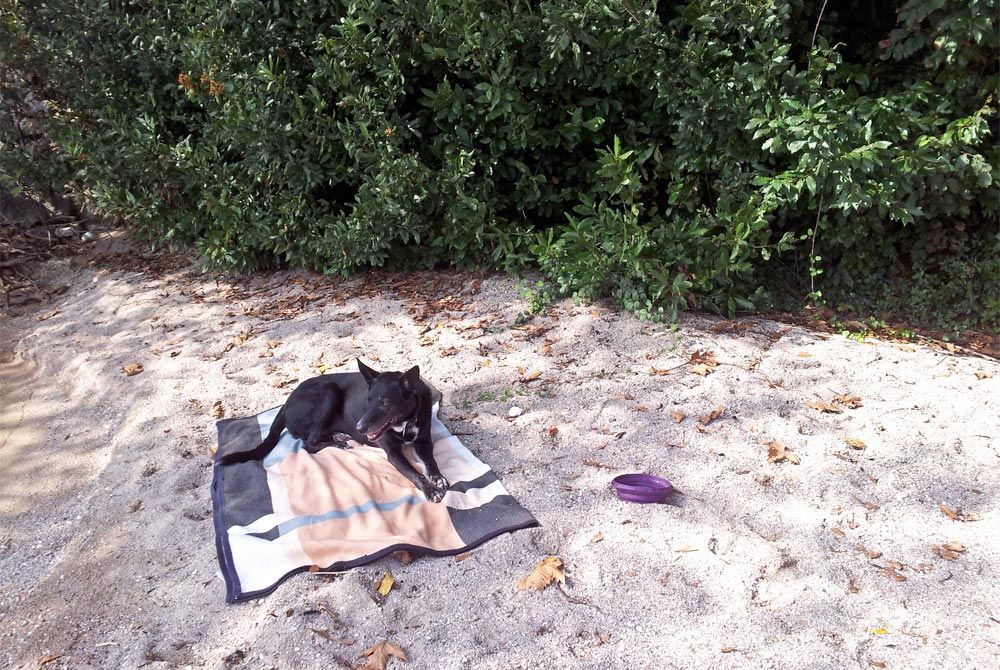 Hundeurlaub Strand in Italien