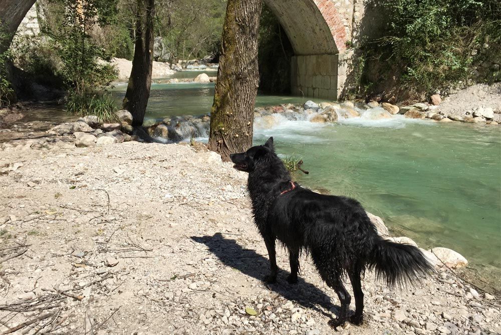 Spazieren im Sommer in Italien mit Hund