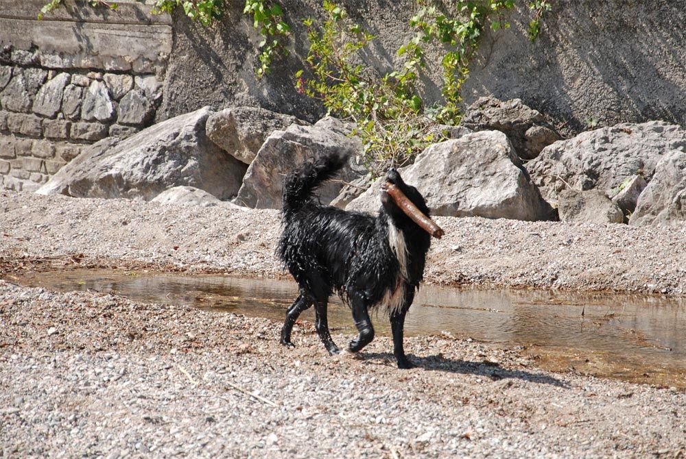 Badespass für Hunde am Gardasee in Tignale