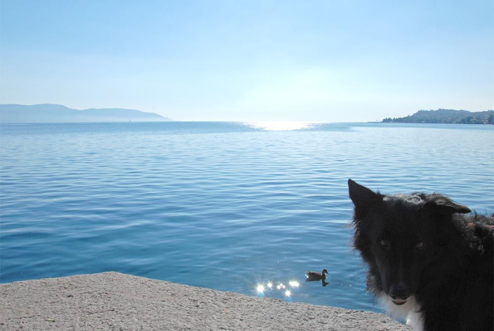 Ausblick Gardasee