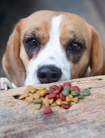 Hund und Einkehren