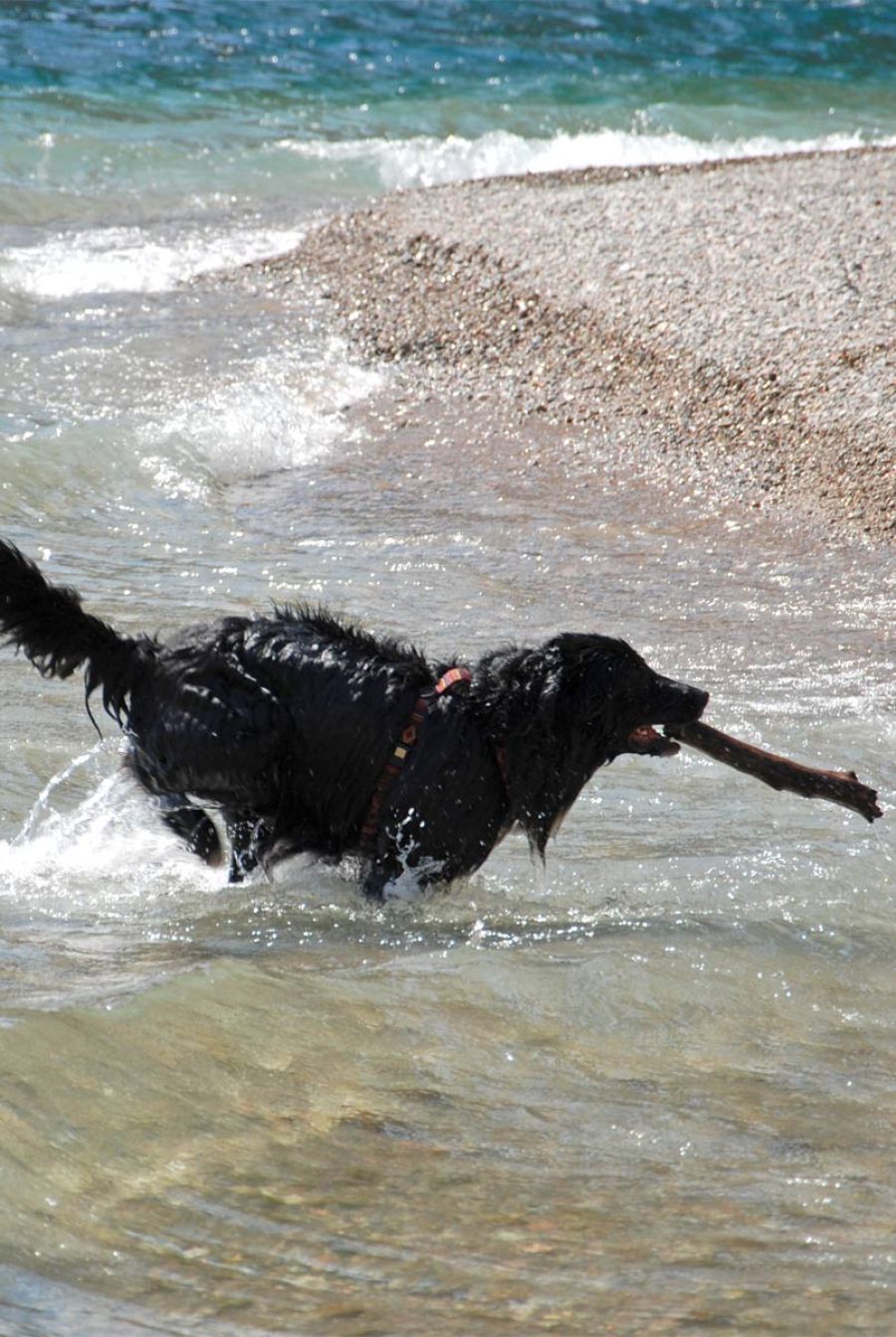 Hund und Baden