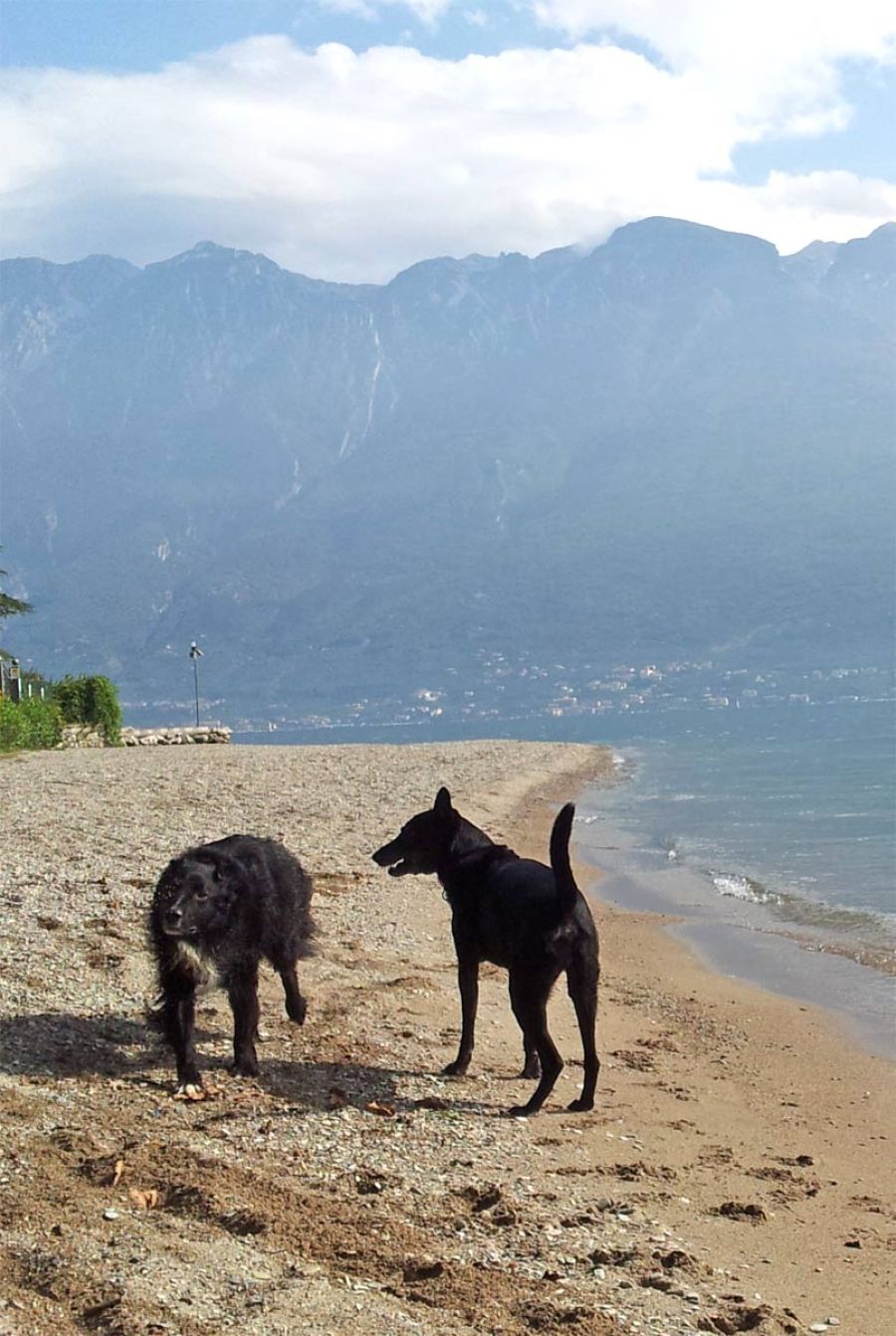 Hund und Baden