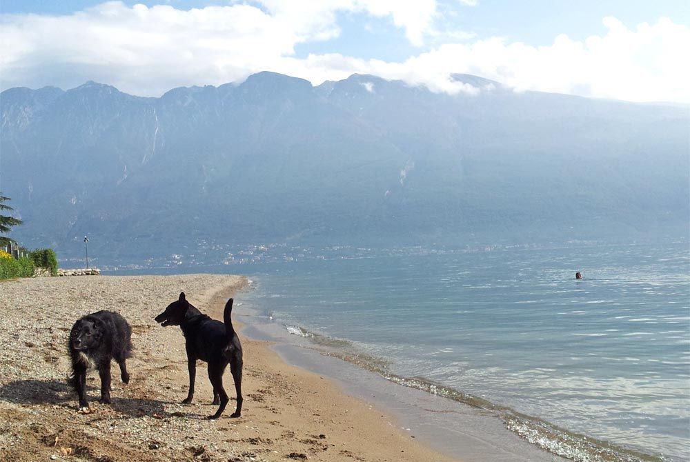 Hundestrand Italien Tignale