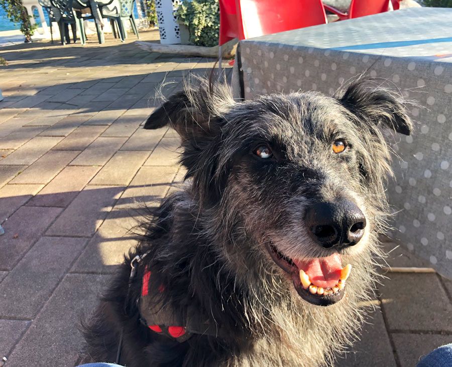 Hund und Einkehren