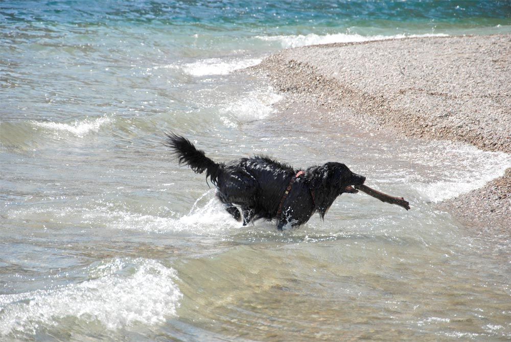 Badespass für Hunde am Gardasee in Tignale