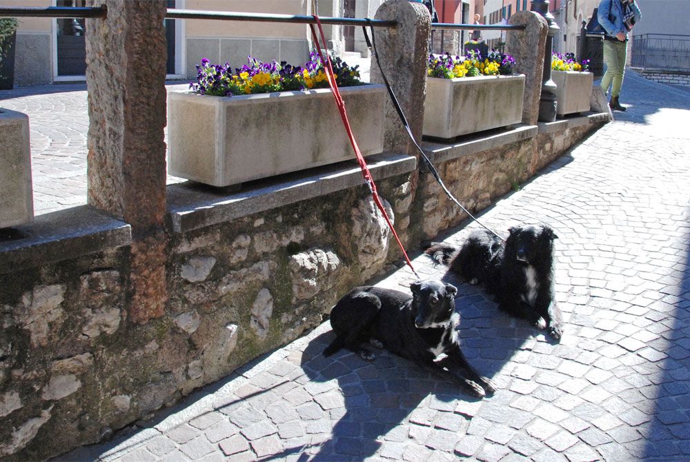 Spazieren gehen mit Hunden in Tignale
